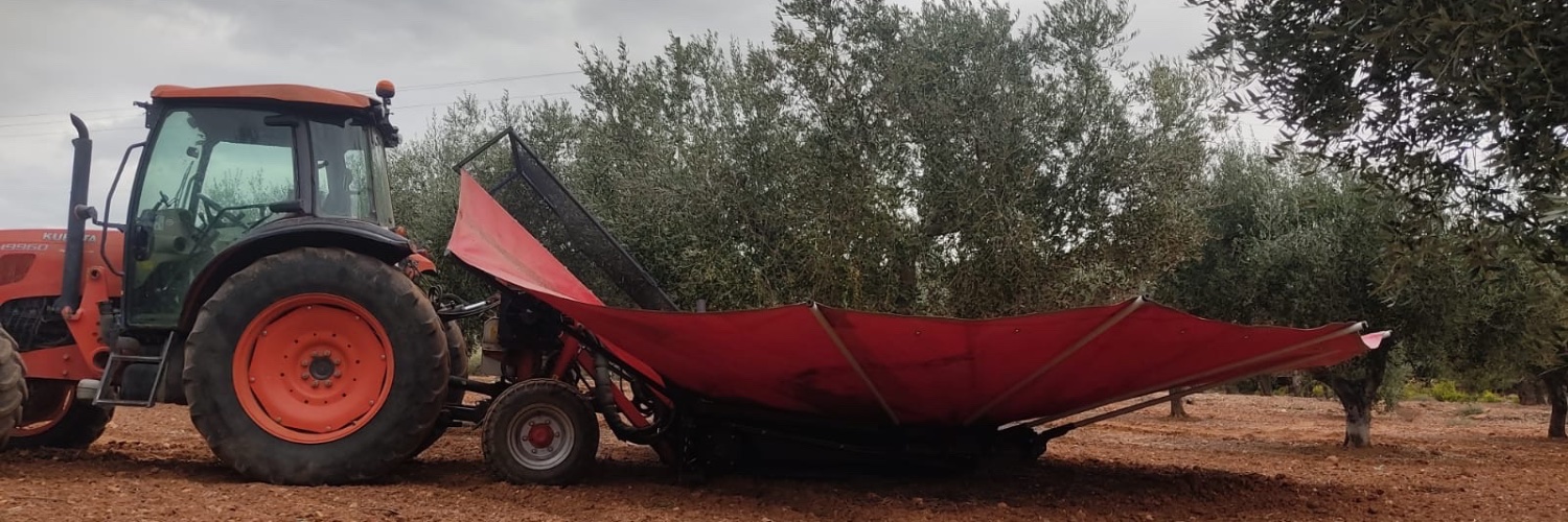 Torclum oli d'oliva banner