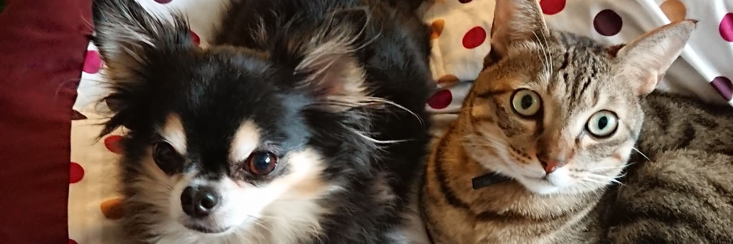 roy_roxy's profile banner image