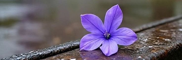 oyjulia_behappy's profile banner image