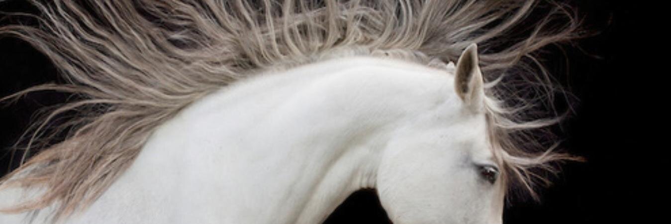 arnaldoverac's profile banner image