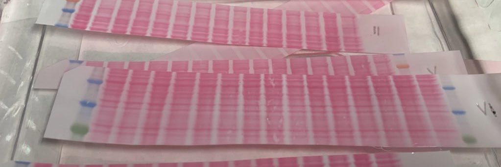 Ana Monfort-Vengut banner