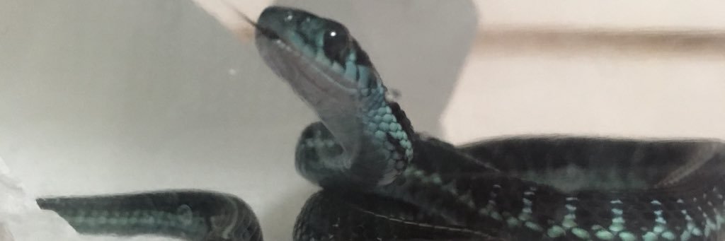 pepperonioni's profile banner image