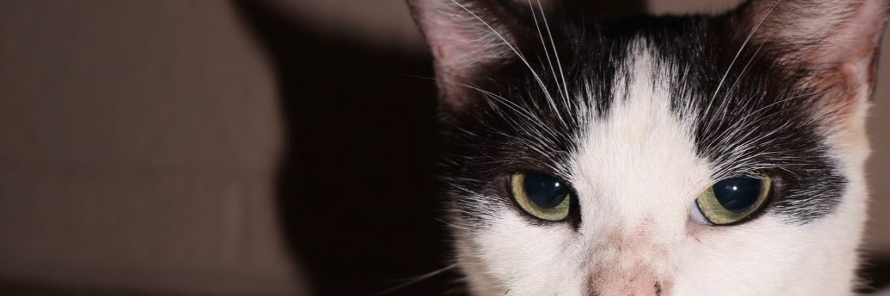 angelast94_'s profile banner image