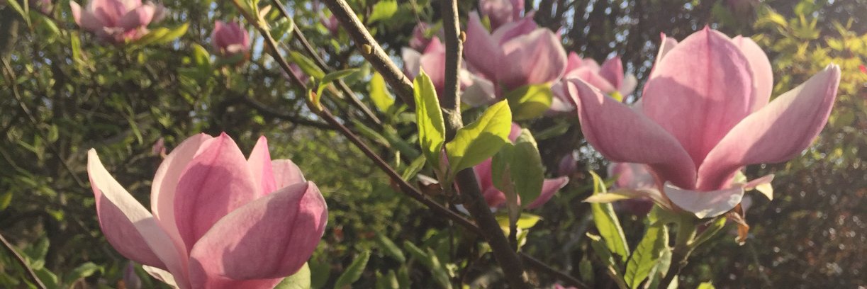 Kirsty Jarvis banner