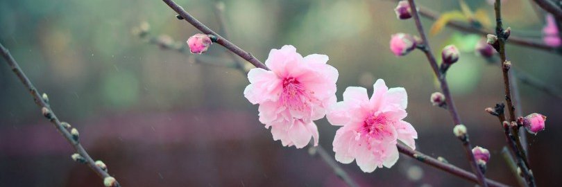 sakura_mx111's profile banner image