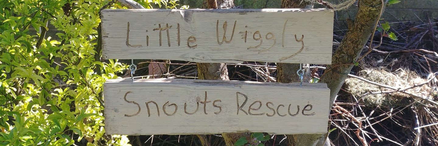 LittleWigglySnouts Hedgehog Rescue banner