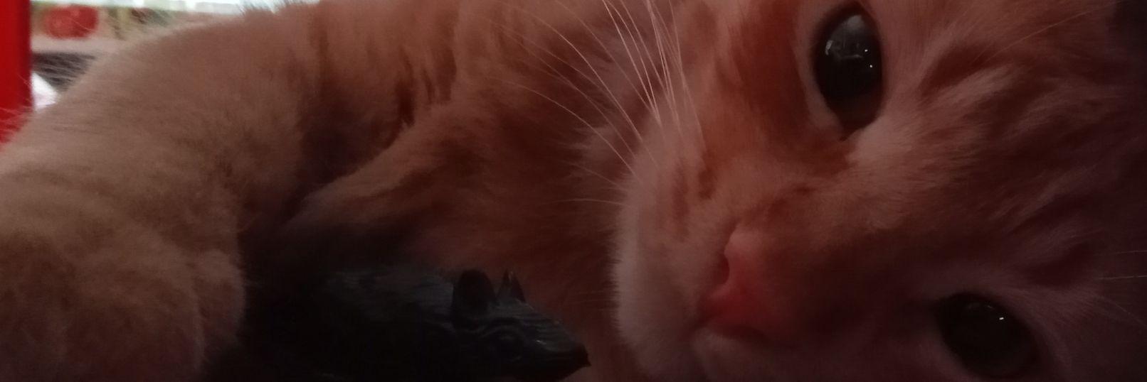 𝘝𝘪𝘣🍅 ⋆ banner