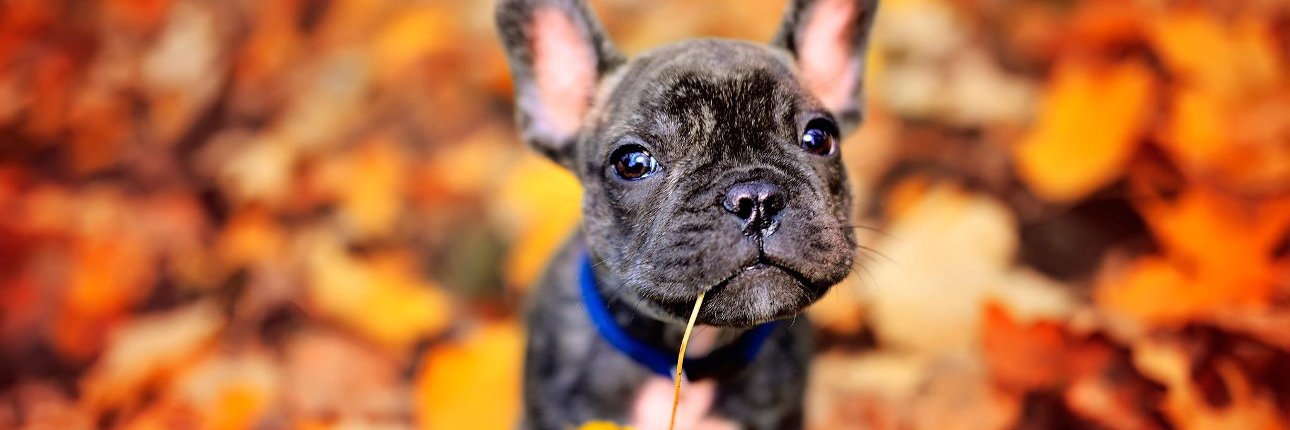 Animal Hosp. Sussex banner