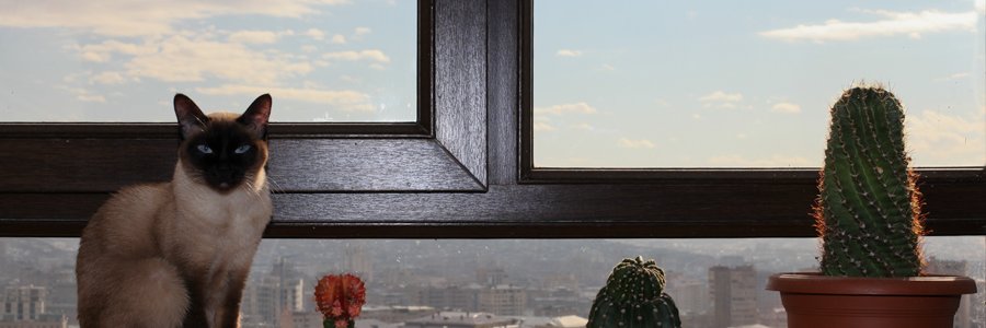 ホッシィ banner
