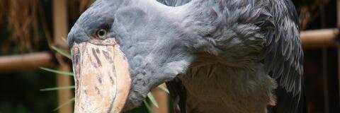 hashi_mo's profile banner image