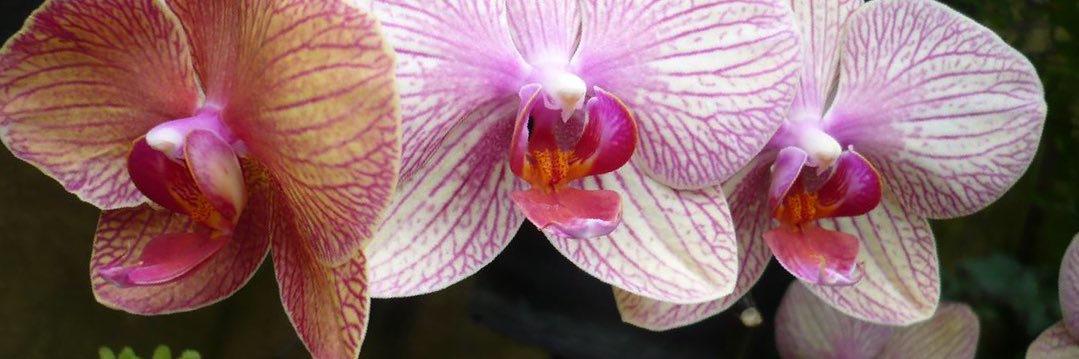 Angleton’s Orchids's banner