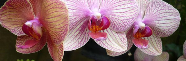 AngletonOrchids Profile Banner