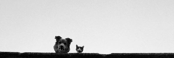 _JoseEnciso_'s profile banner image
