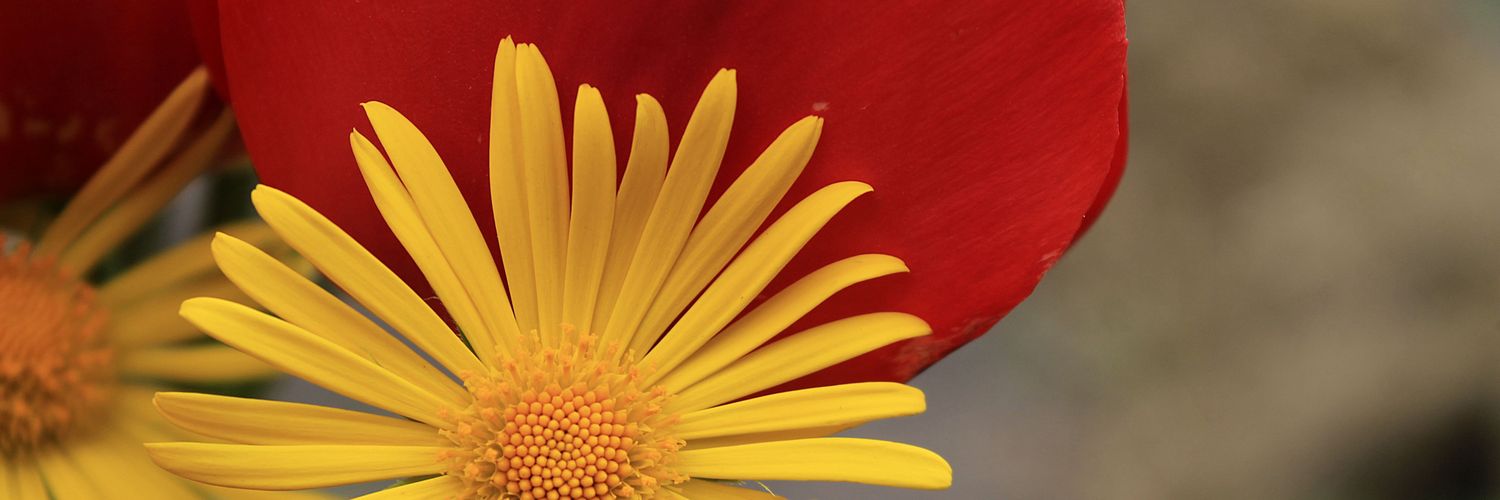 Helen18174248's profile banner image