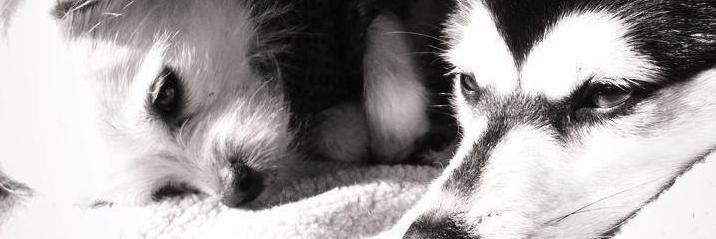 PipsqueakPups's profile banner image