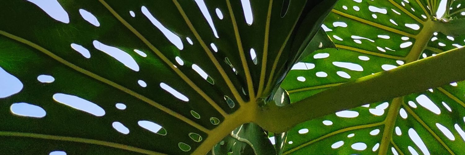 🔞Sabropollo❌ banner