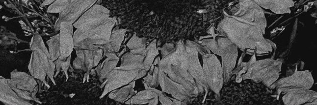 ohitstep's profile banner image