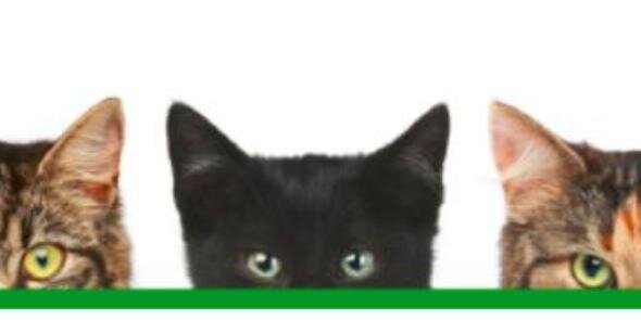 AlexaFeck's profile banner image