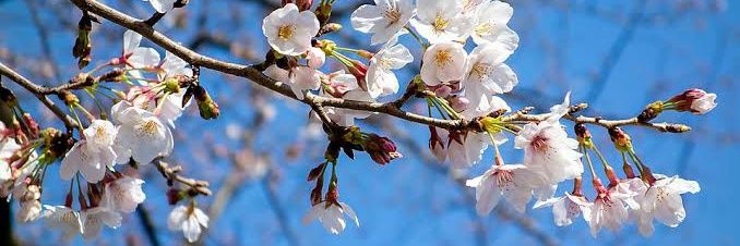 kan65390099's profile banner image