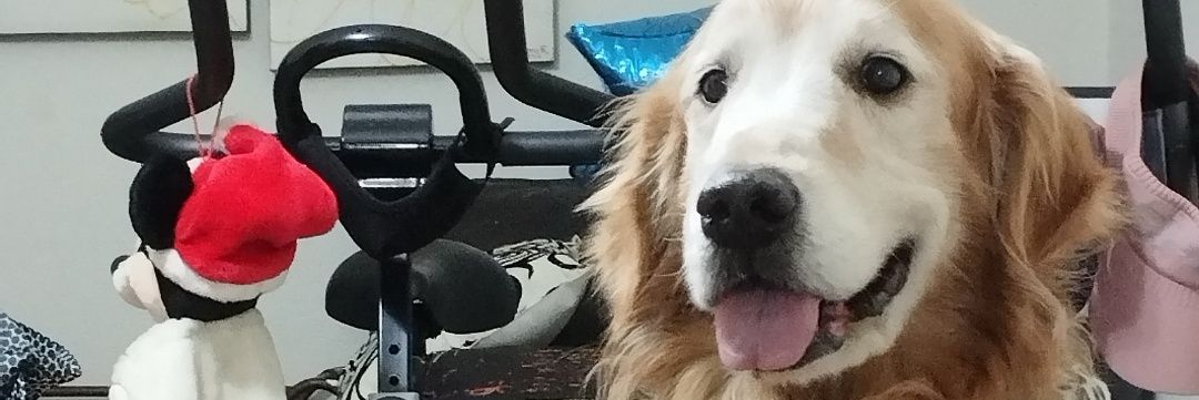 Maggyangel's profile banner image