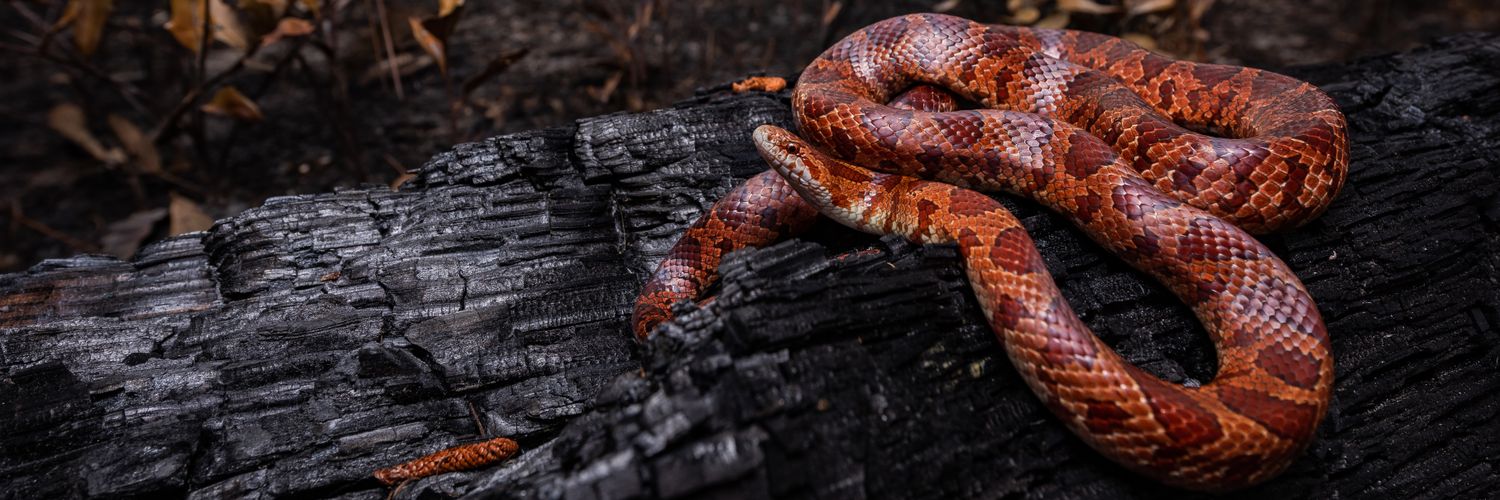 HerpJesus's profile banner image