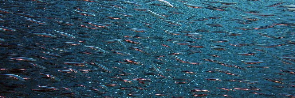 PO FEAMP 2014-2020 banner