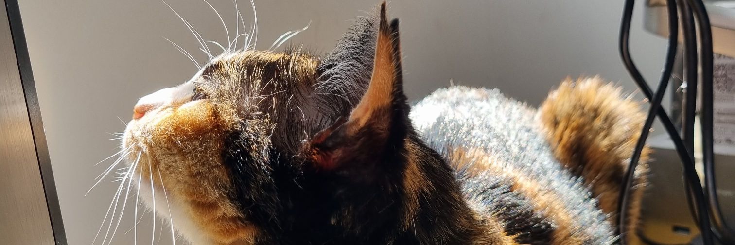 Reinaldo Soares X banner