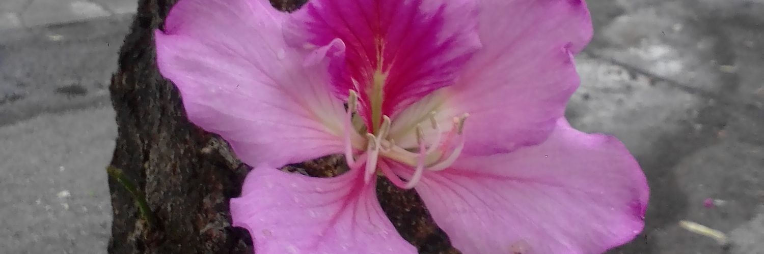 Cliobabelis's profile banner image
