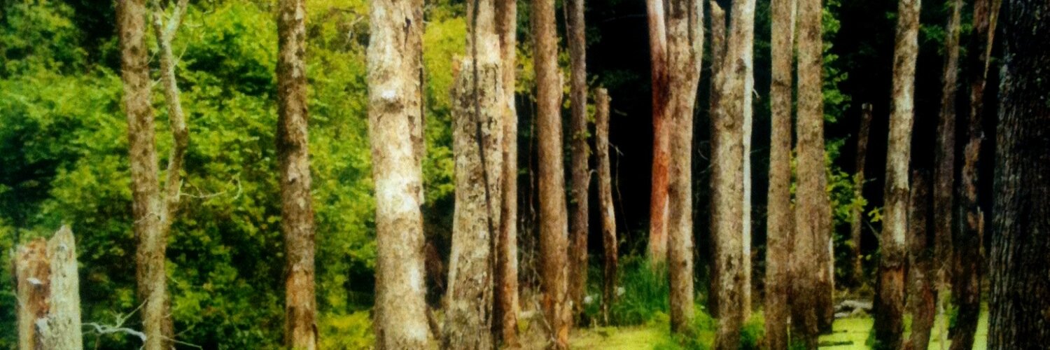 cedricwild's profile banner image