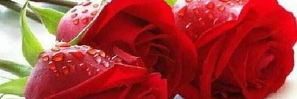 reena5_as Profile Banner