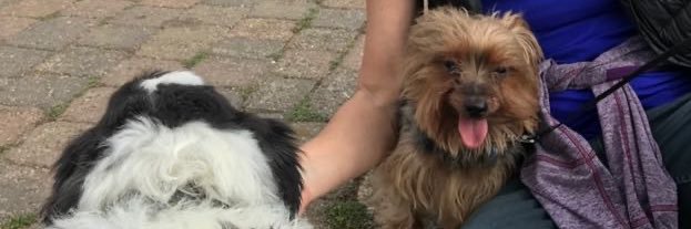 Valerie Bloomfield banner