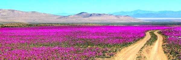 Teamconyforever Profile Banner