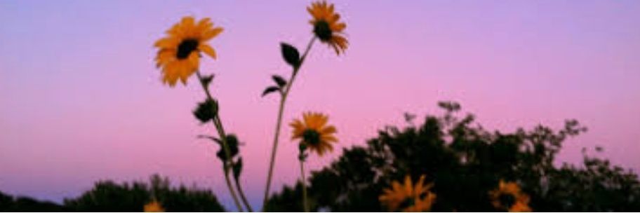 Teia..🎻🎻🎻🕊🕊🕊 banner