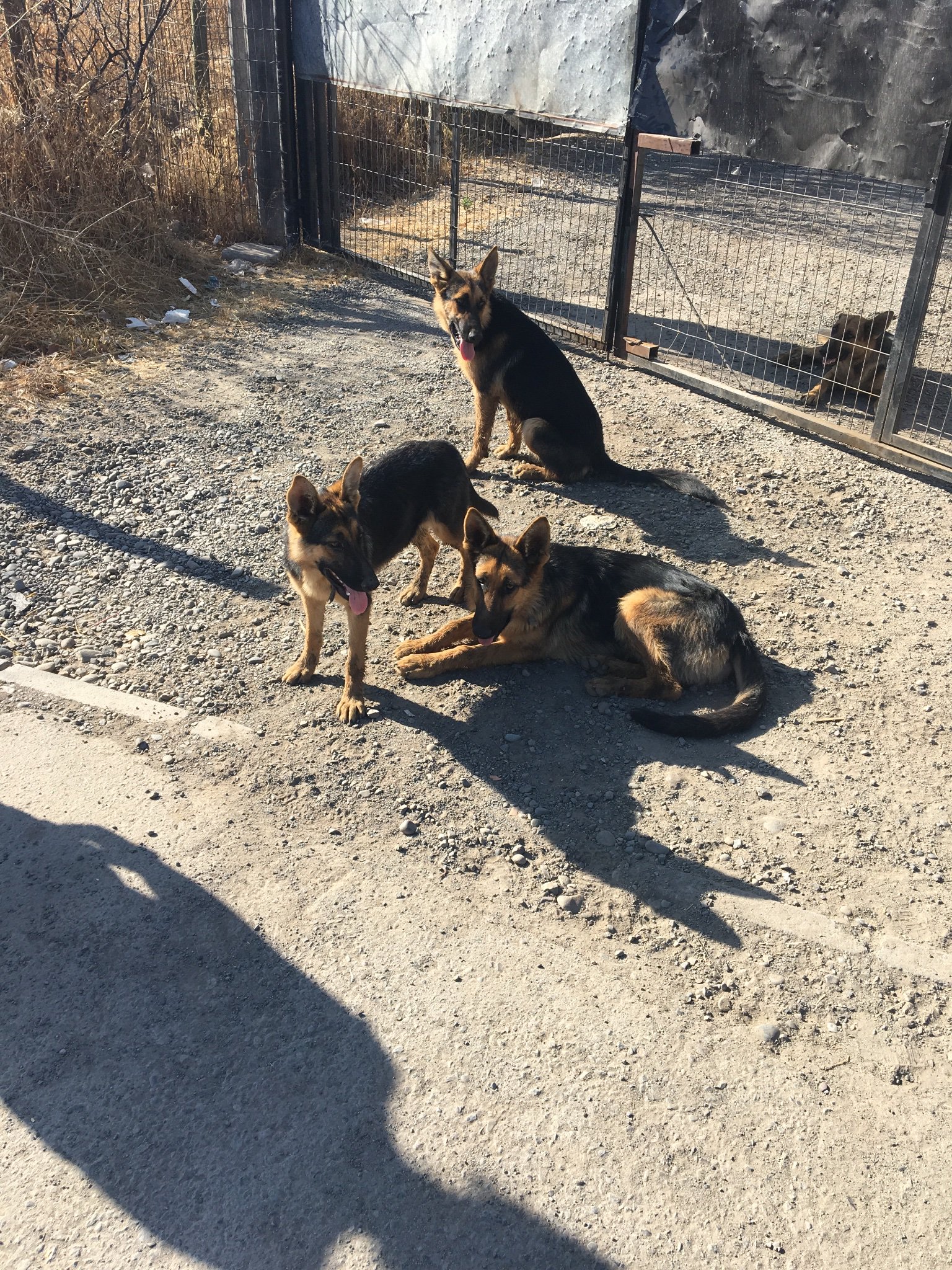 Waldo (Mestizo, perro guaton😉) banner