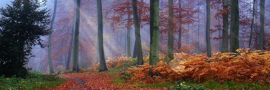 Reforest Britain banner