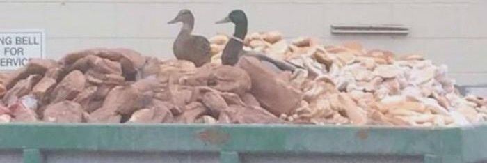 Nutritional Yeast Infection 🌱 banner