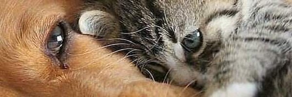 Solopar53137293 Profile Banner