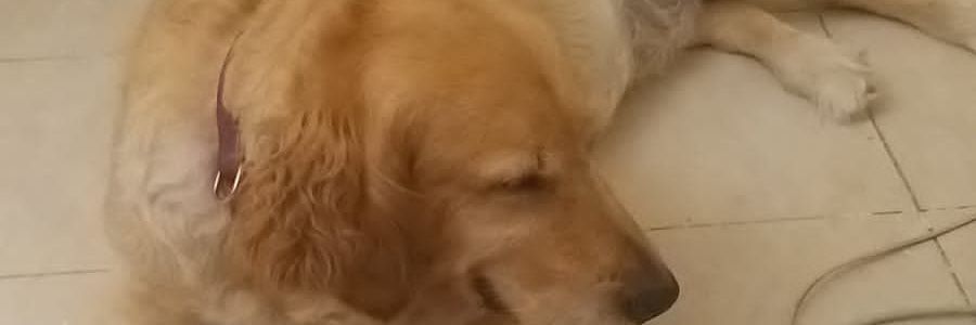 Alaadinz 🇪🇬 banner