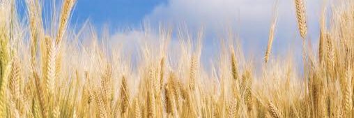 麥（むぎ） banner