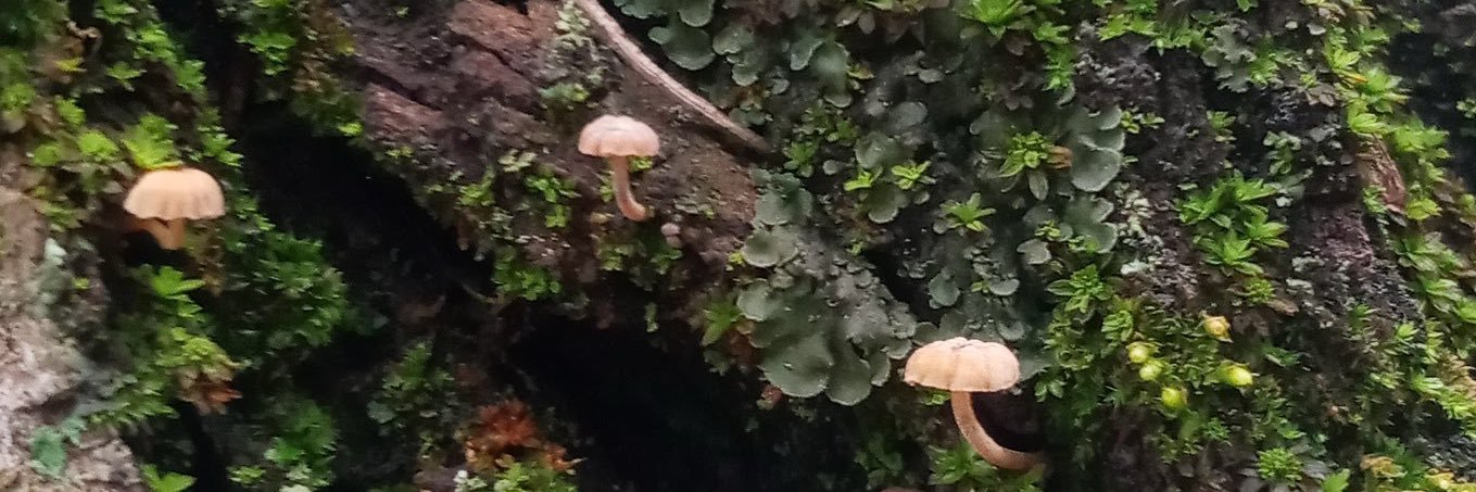 Marcoosnarvaeez's profile banner image