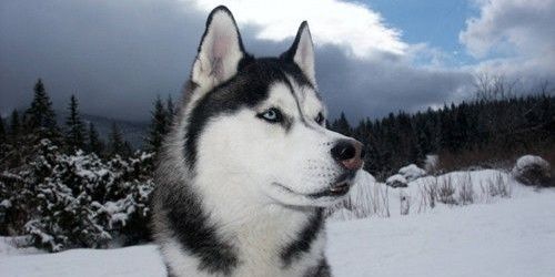 gevor_1's profile banner image