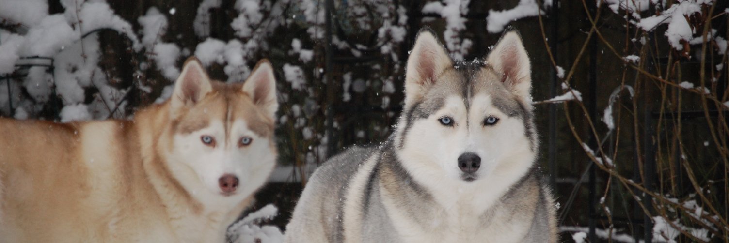 Mike Stephens banner