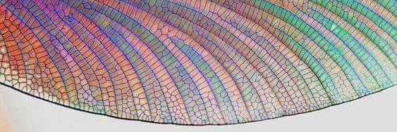 Sonnenblume.g banner