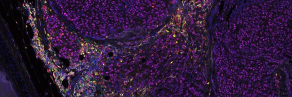 DrPeterLau Profile Banner