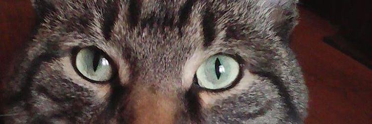 vookstocker's profile banner image