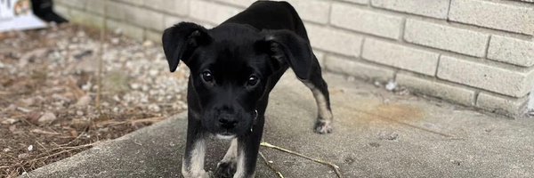 joachim_mike5 Profile Banner