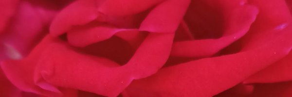 𝗔𝗱𝘂𝗹𝘁𝘀_𝗥𝗧🌹❤️🌹 Profile Banner