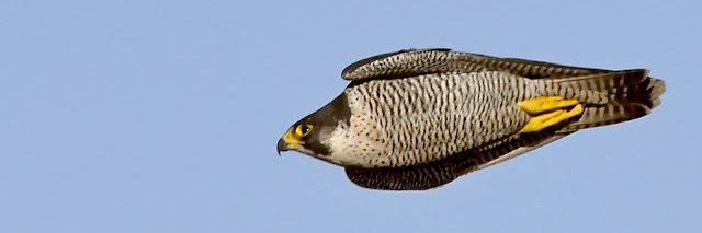 JamesManniello's profile banner image