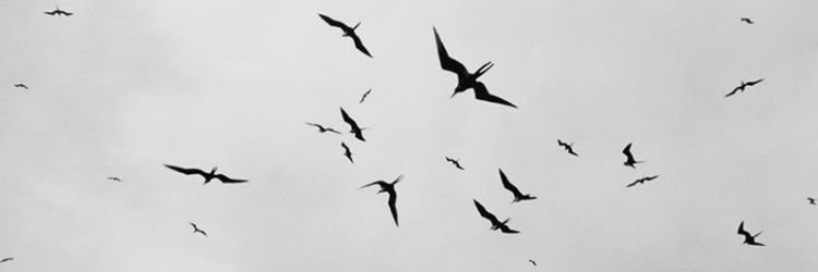 Andrea de la Torre banner