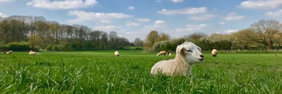 Church Farm, Ardeley banner